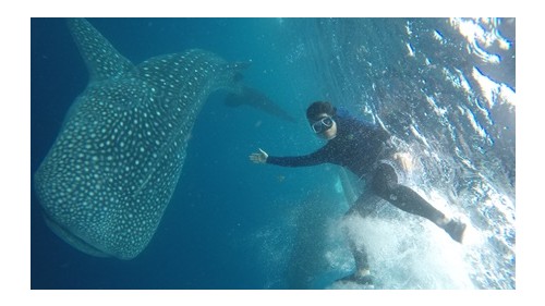 오슬롭 고래상어+모알보알 호핑 투어 (Oslob Whale Shark Tour+Moal Boal Hopping Tour)