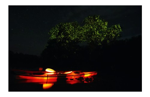 보홀 반딧불 투어 (BOHOL FIREFLY TOUR)