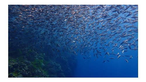 나팔링 스노클링 엔 고래상어 투어 (NAPALING SNORKELING n WHALE SHARK TOUR)