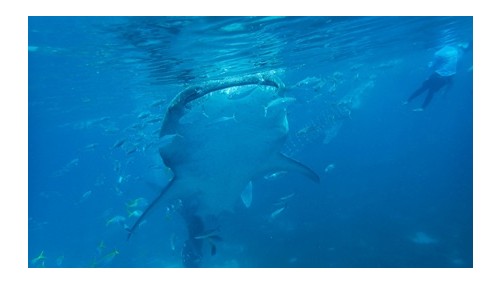 고래상어 조인투어 (WHALE SHARK WATCHING)